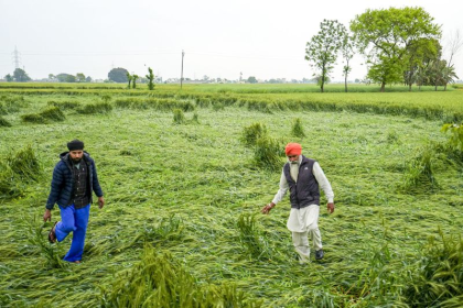 Heavy rain and hailstorm in Punjab affecting wheat crops in Abohar Mansa and Faridkot