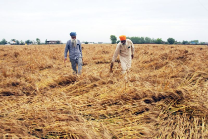 Punjab farmers inspecting crop damage after unseasonal rains