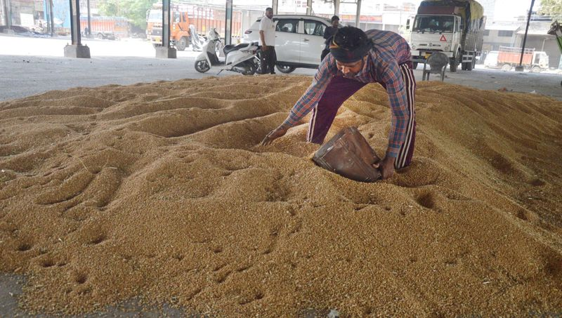 Punjab wheat procurement resumed in mandis after agents return