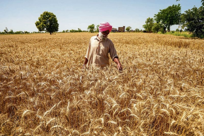 Punjab crop damage Baisakhi showing hailstorm affected wheat fields and distressed farmers