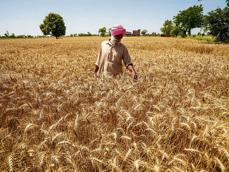 Punjab crop damage Baisakhi showing hailstorm affected wheat fields and distressed farmers