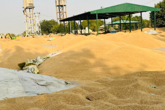 Punjab crop damage wheat after rain and hailstorm