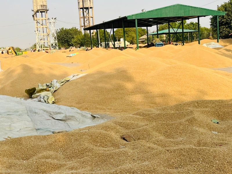 Punjab crop damage wheat after rain and hailstorm