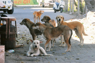 Supreme Court ruling on stray dogs case in India