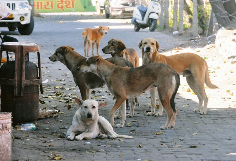 Supreme Court ruling on stray dogs case in India